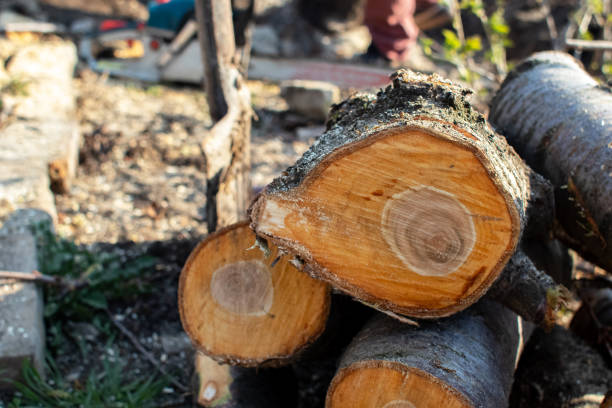 Sanborn, NY Tree Removal Services Company